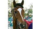 George Washington Sires Filly George Washington Sires Filly