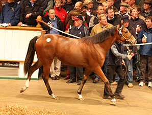 Only Known Foal of GW Sells For About $535K Only Known Foal of GW Sells For About $535K