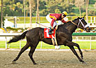 Georgie Boy Gallops in San Vicente Georgie Boy Gallops in San Vicente