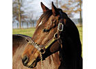 Ghostzapper's Fee Reduced to $30,000 Ghostzapper's Fee Reduced to $30,000