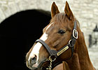 Giant's Causeway Tops 2010 Sires' List Giant's Causeway Tops 2010 Sires' List