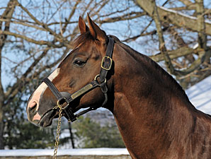 Giant's Causeway Reaches 100 Stakes Winners Giant's Causeway Reaches 100 Stakes Winners