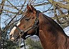 Giant's Causeway Reaches 100 Stakes Winners Giant's Causeway Reaches 100 Stakes Winners