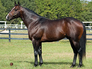 Florida Stallion Gibson County Dead Florida Stallion Gibson County Dead