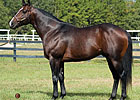 Florida Stallion Gibson County Dead Florida Stallion Gibson County Dead