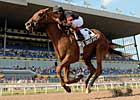 Ginger Brew Romps in Woodbine Oaks Ginger Brew Romps in Woodbine Oaks