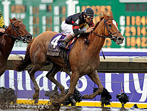 Ginger Punch Florida Horse of Year Ginger Punch Florida Horse of Year