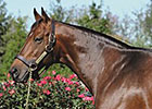 Gio Ponti's Yearlings 'Very Like Daddy' Gio Ponti's Yearlings 'Very Like Daddy'