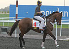 Gio Ponti Energetic in Dubai Appearance Gio Ponti Energetic in Dubai Appearance