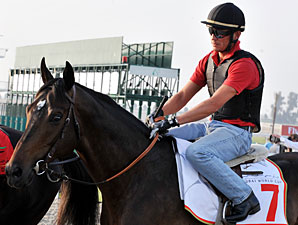 Dubai World Cup Winner to Stand in Sweden Dubai World Cup Winner to Stand in Sweden