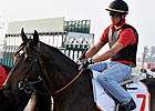 Dubai World Cup Winner to Stand in Sweden Dubai World Cup Winner to Stand in Sweden