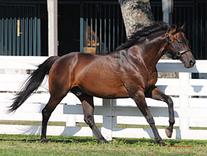 Go for Gin New Resident of KY Horse Park Go for Gin New Resident of KY Horse Park