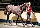 Zoffany Colt Leads Way at Day Four Goffs