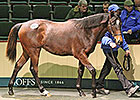 Shamardal Filly Tops Opening Goffs Session Shamardal Filly Tops Opening Goffs Session