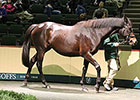 Median Rises at Goffs Breeding Stock Opener Median Rises at Goffs Breeding Stock Opener