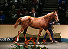 Goffs Registers Record-Breaking Foal Sale Goffs Registers Record-Breaking Foal Sale
