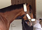 KY Derby: Goldencents Arrives at Churchill