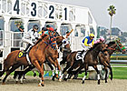 Golden Gate Readies Tapeta Surface for Meet Golden Gate Readies Tapeta Surface for Meet