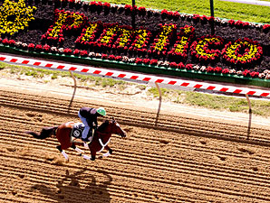 Goldencents Turns in Strong Gallop Goldencents Turns in Strong Gallop