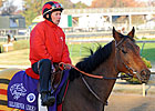 Featured Horse Profile: Goldikova Featured Horse Profile: Goldikova