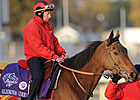 Goldikova's 3-Peat Bid Begins from Post 10