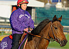 Goldikova's First Foal Is a Colt Goldikova's First Foal Is a Colt