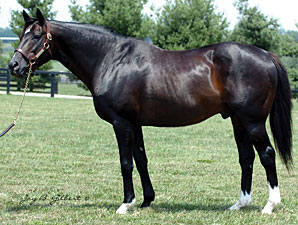Major Sire Gone West Euthanized Major Sire Gone West Euthanized