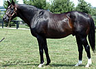 Major Sire Gone West Euthanized Major Sire Gone West Euthanized