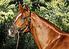 First Stakes Winner for Magali Sire