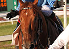 Gran Estreno, 8, Wins Col. Bradley Handicap Gran Estreno, 8, Wins Col. Bradley Handicap