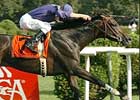 Breeders' Cup Focus: Grand Couturier (Turf) Breeders' Cup Focus: Grand Couturier (Turf)