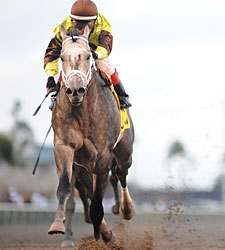 Unbridled's Song Gets 100th Stakes Winner Unbridled's Song Gets 100th Stakes Winner