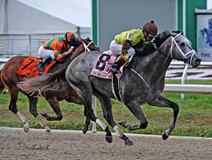 Graydar Proves Real Deal in Tough New Orleans Graydar Proves Real Deal in Tough New Orleans