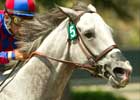 Greg's Gold Heads Five-Horse Ancient Title Line-Up