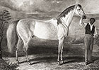 Pedigree Analysis: Grey Eagle Pedigree Analysis: Grey Eagle