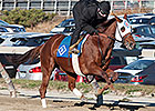Groupie Doll at Peak Level for Cigar Mile Groupie Doll at Peak Level for Cigar Mile