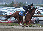 Groupie Doll Breezes at Belmont Park Groupie Doll Breezes at Belmont Park