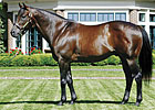 Pensioned Gulch Moved to Old Friends