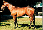 Gulch Pensioned; A.P. Indy's Fee Cut Gulch Pensioned; A.P. Indy's Fee Cut