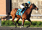 Gypsy Robin Heads Solid Raven Run 