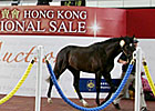 Redoute's Choice Colt Tops HKIS Redoute's Choice Colt Tops HKIS