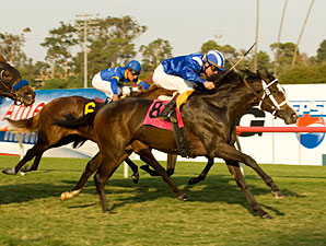 Habaya Has It Covered in Miesque Win Habaya Has It Covered in Miesque Win