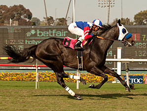 Firm Turf Helps Halo Dolly Find Winning Form Firm Turf Helps Halo Dolly Find Winning Form