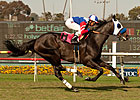 Firm Turf Helps Halo Dolly Find Winning Form Firm Turf Helps Halo Dolly Find Winning Form
