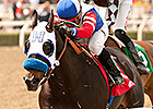 Millionaire Halo Dolly Retired from Racing Millionaire Halo Dolly Retired from Racing