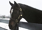 Hangin' With Haskin: Visiting Zenyatta