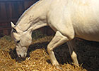 Haskin: Tapit and the Derby Trail Haskin: Tapit and the Derby Trail