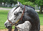 Haskin's Derby Trail: The Picks