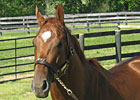 Haskin's Preakness Report: Fair Hill Morning