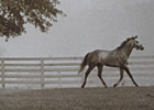 Haskin's Preakness Report: Sagamore Saga Haskin's Preakness Report: Sagamore Saga